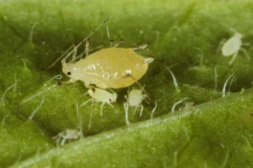 Réf. 232 880 : Hyperomyzus lampsanae